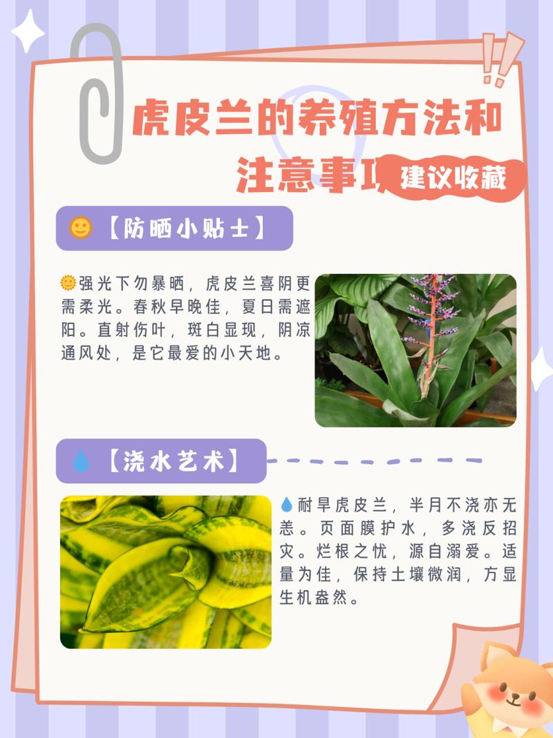 秋天养虎皮兰(秋天养虎皮兰能活吗)-第6张图片-花花知道网 秋天养虎皮兰(秋天养虎皮兰能活吗)-第6张图片-花花知道网
