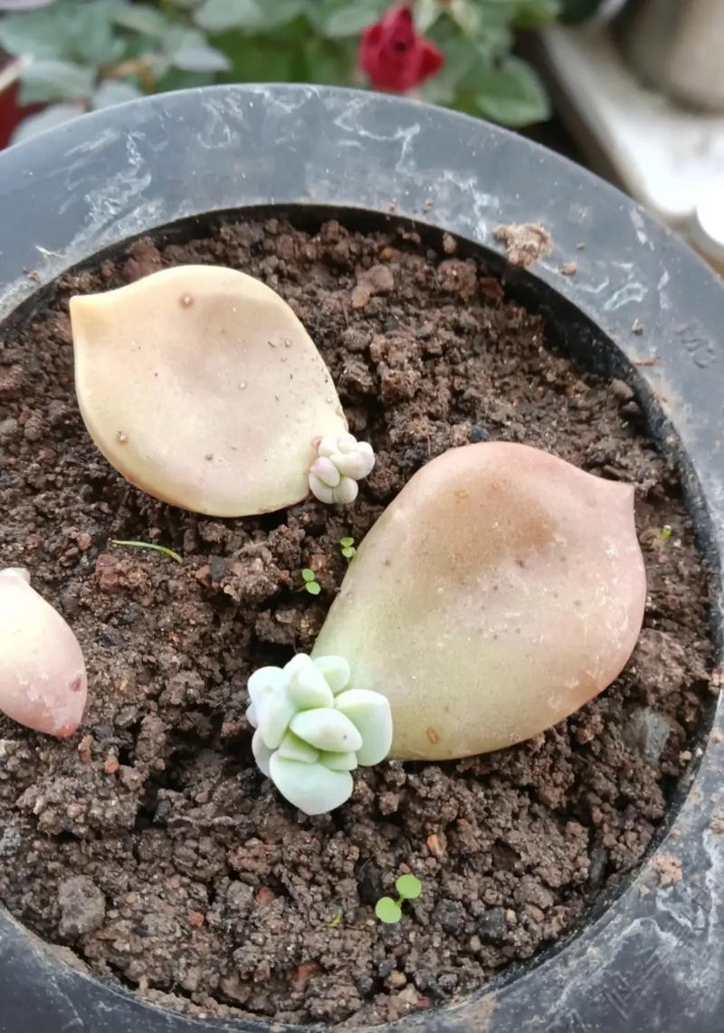 多肉叶插发芽后怎么种(多肉叶插发芽后怎么种植)-第1张图片-花花知道网 多肉叶插发芽后怎么种(多肉叶插发芽后怎么种植)-第1张图片-花花知道网