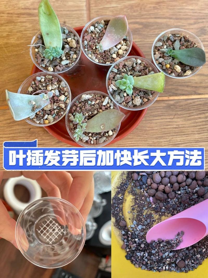 多肉叶插发芽后怎么种(多肉叶插发芽后怎么种植)-第3张图片-花花知道网 多肉叶插发芽后怎么种(多肉叶插发芽后怎么种植)-第3张图片-花花知道网