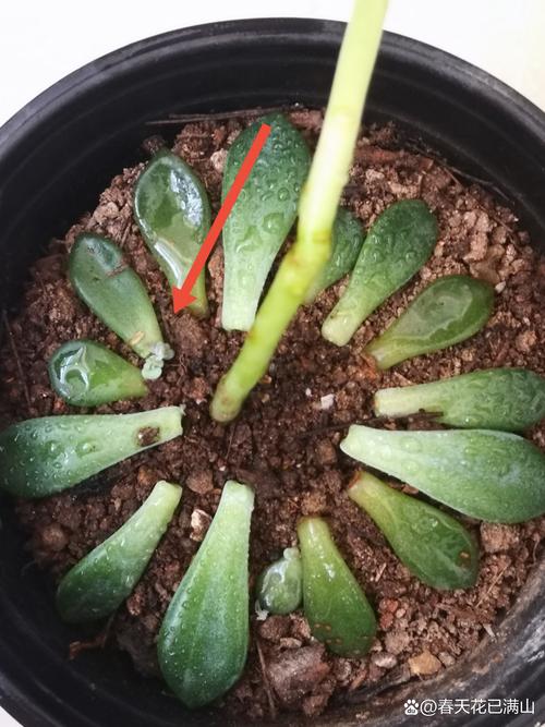 多肉叶插发芽后怎么种(多肉叶插发芽后怎么种植)-第4张图片-花花知道网 多肉叶插发芽后怎么种(多肉叶插发芽后怎么种植)-第4张图片-花花知道网