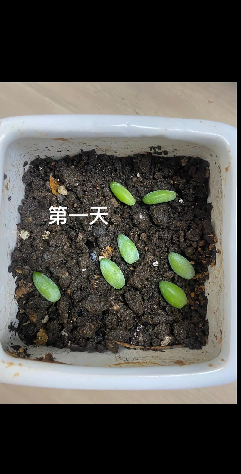 多肉叶插发芽后怎么种(多肉叶插发芽后怎么种植)-第5张图片-花花知道网 多肉叶插发芽后怎么种(多肉叶插发芽后怎么种植)-第5张图片-花花知道网