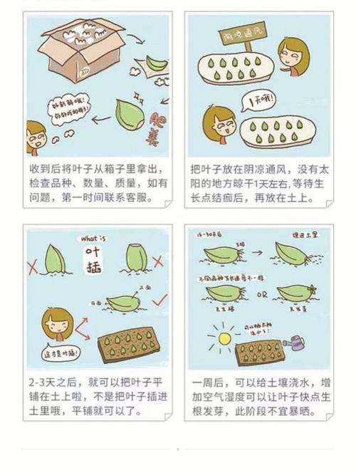 多肉叶插发芽后怎么种(多肉叶插发芽后怎么种植)-第6张图片-花花知道网 多肉叶插发芽后怎么种(多肉叶插发芽后怎么种植)-第6张图片-花花知道网