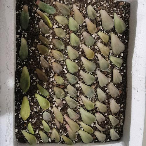 多肉叶插发芽后怎么种(多肉叶插发芽后怎么种植)-第8张图片-花花知道网 多肉叶插发芽后怎么种(多肉叶插发芽后怎么种植)-第8张图片-花花知道网