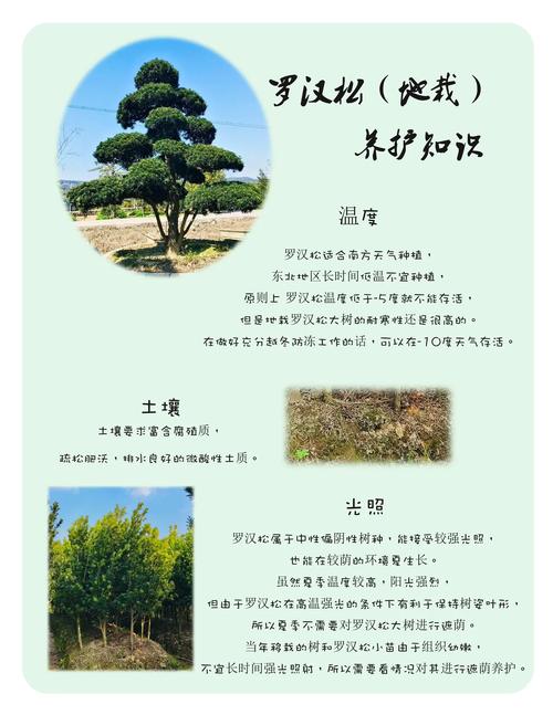 怎样种植罗汉松(怎样栽罗汉松)-第3张图片-花花知道网 怎样种植罗汉松(怎样栽罗汉松)-第3张图片-花花知道网