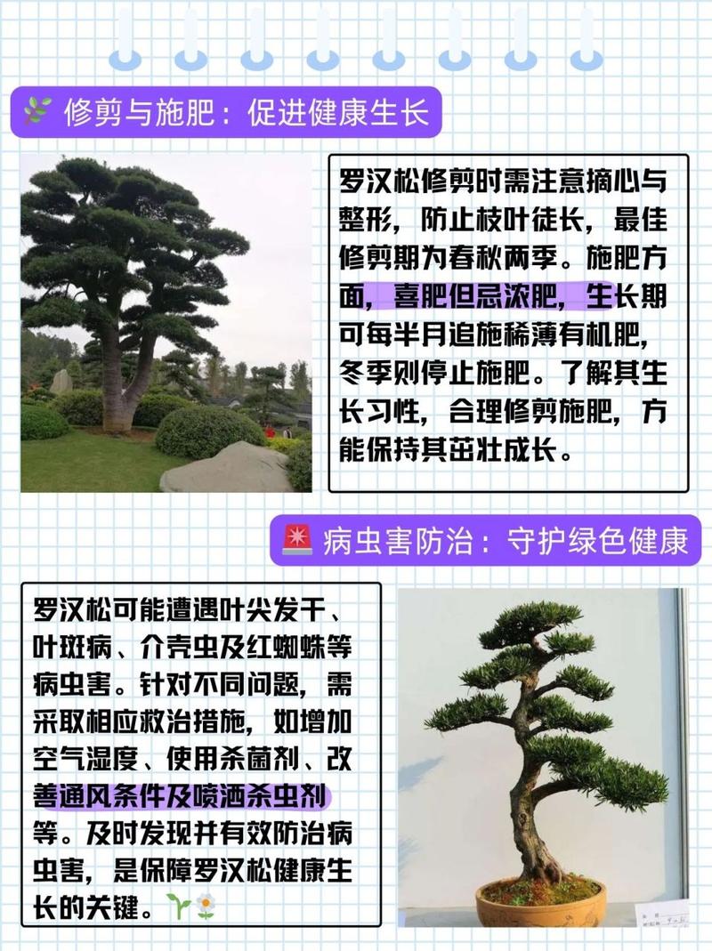 怎样种植罗汉松(怎样栽罗汉松)-第4张图片-花花知道网 怎样种植罗汉松(怎样栽罗汉松)-第4张图片-花花知道网