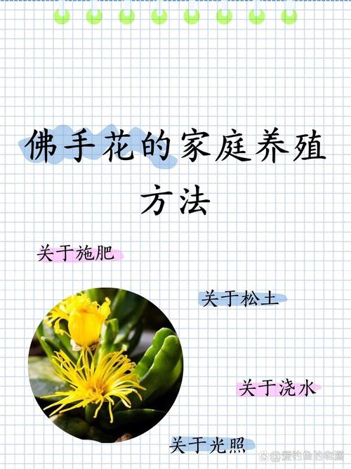 佛手掌的养殖方法(佛手的养植方法和注意事项)-第2张图片-花花知道网 佛手掌的养殖方法(佛手的养植方法和注意事项)-第2张图片-花花知道网
