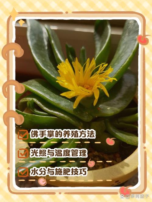 佛手掌的养殖方法(佛手的养植方法和注意事项)-第5张图片-花花知道网 佛手掌的养殖方法(佛手的养植方法和注意事项)-第5张图片-花花知道网