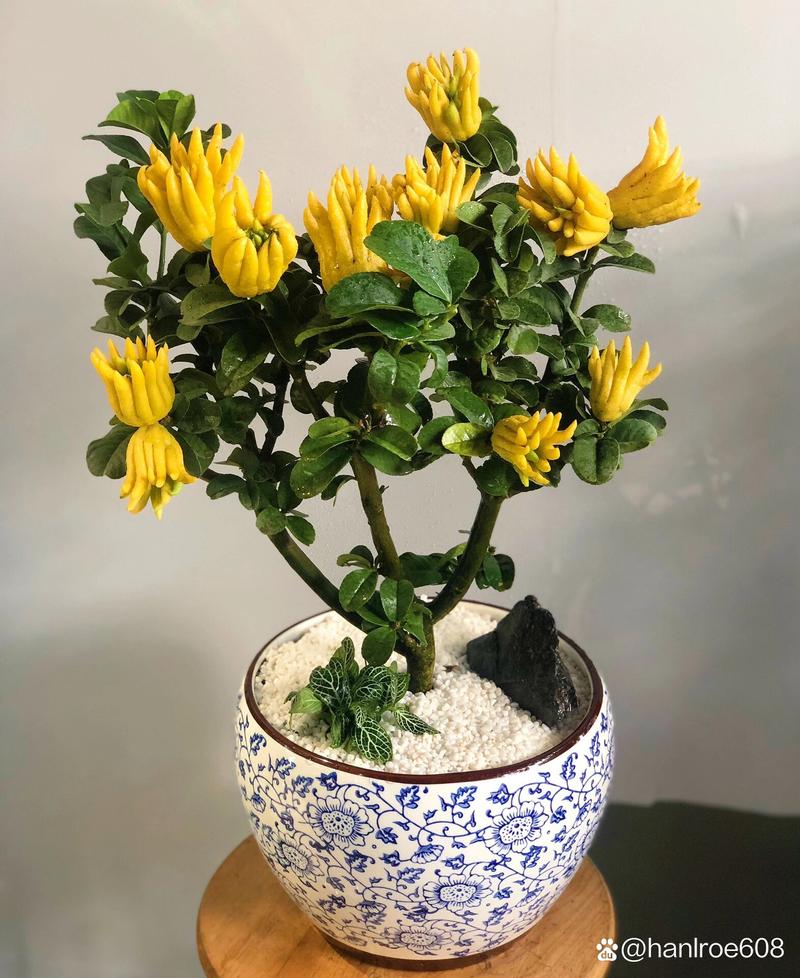 佛手掌的养殖方法(佛手的养植方法和注意事项)-第7张图片-花花知道网 佛手掌的养殖方法(佛手的养植方法和注意事项)-第7张图片-花花知道网