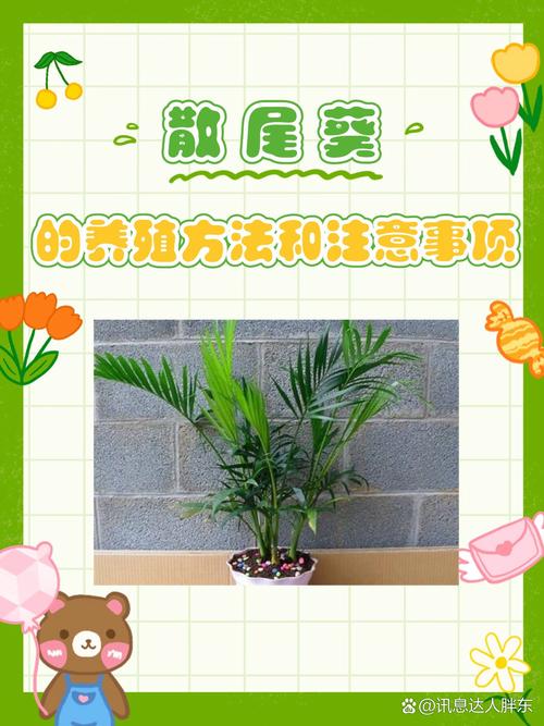 散尾葵的移植方法(散尾葵的移植方法图解)-第1张图片-花花知道网 散尾葵的移植方法(散尾葵的移植方法图解)-第1张图片-花花知道网