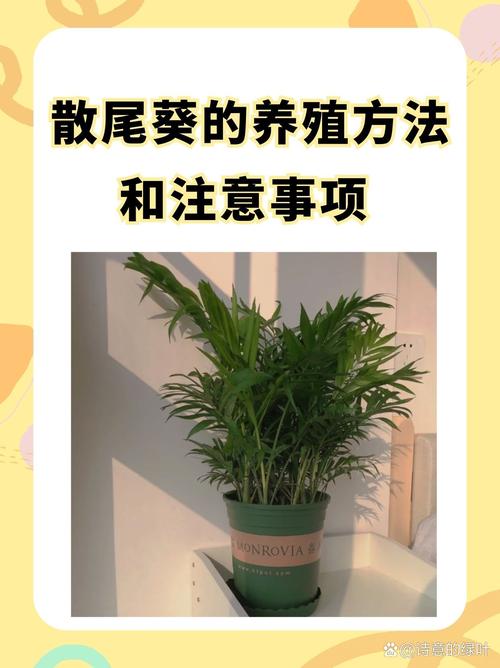 散尾葵的移植方法(散尾葵的移植方法图解)-第7张图片-花花知道网 散尾葵的移植方法(散尾葵的移植方法图解)-第7张图片-花花知道网