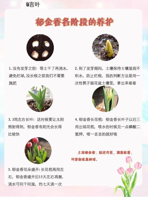 新手养花该注意什么(新手养花该注意什么问题)-第6张图片-花花知道网 新手养花该注意什么(新手养花该注意什么问题)-第6张图片-花花知道网