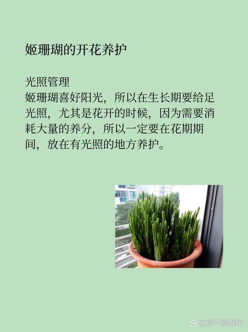 珊瑚花种子怎么种(珊瑚树种子怎么种植)-第3张图片-花花知道网 珊瑚花种子怎么种(珊瑚树种子怎么种植)-第3张图片-花花知道网