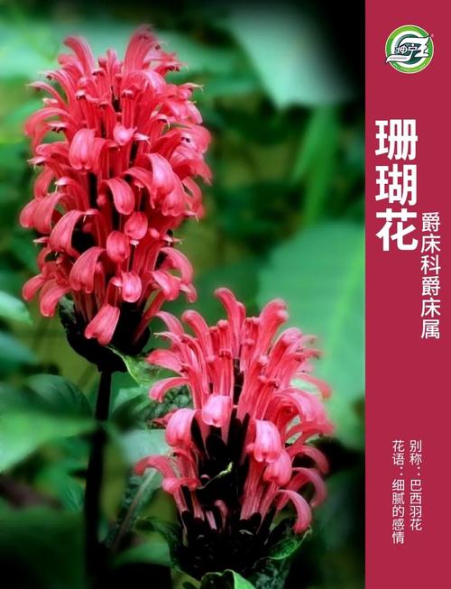 珊瑚花种子怎么种(珊瑚树种子怎么种植)-第4张图片-花花知道网 珊瑚花种子怎么种(珊瑚树种子怎么种植)-第4张图片-花花知道网