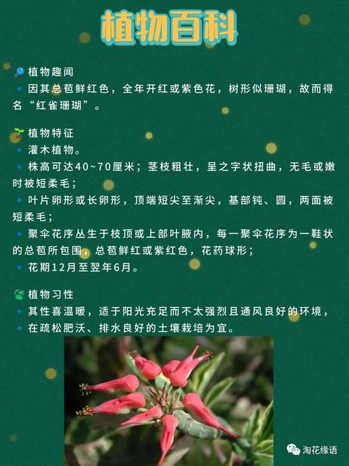 珊瑚花种子怎么种(珊瑚树种子怎么种植)-第5张图片-花花知道网 珊瑚花种子怎么种(珊瑚树种子怎么种植)-第5张图片-花花知道网
