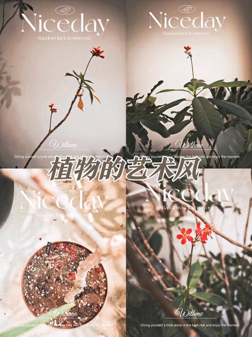 珊瑚花种子怎么种(珊瑚树种子怎么种植)-第6张图片-花花知道网 珊瑚花种子怎么种(珊瑚树种子怎么种植)-第6张图片-花花知道网