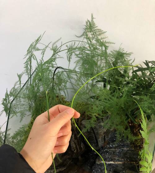 文竹可以剪枝吗(文竹可以剪枝吗视频)-第1张图片-花花知道网 文竹可以剪枝吗(文竹可以剪枝吗视频)-第1张图片-花花知道网