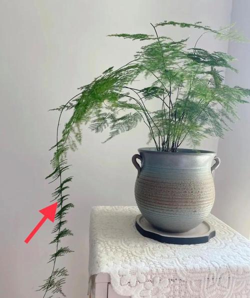 文竹可以剪枝吗(文竹可以剪枝吗视频)-第5张图片-花花知道网 文竹可以剪枝吗(文竹可以剪枝吗视频)-第5张图片-花花知道网