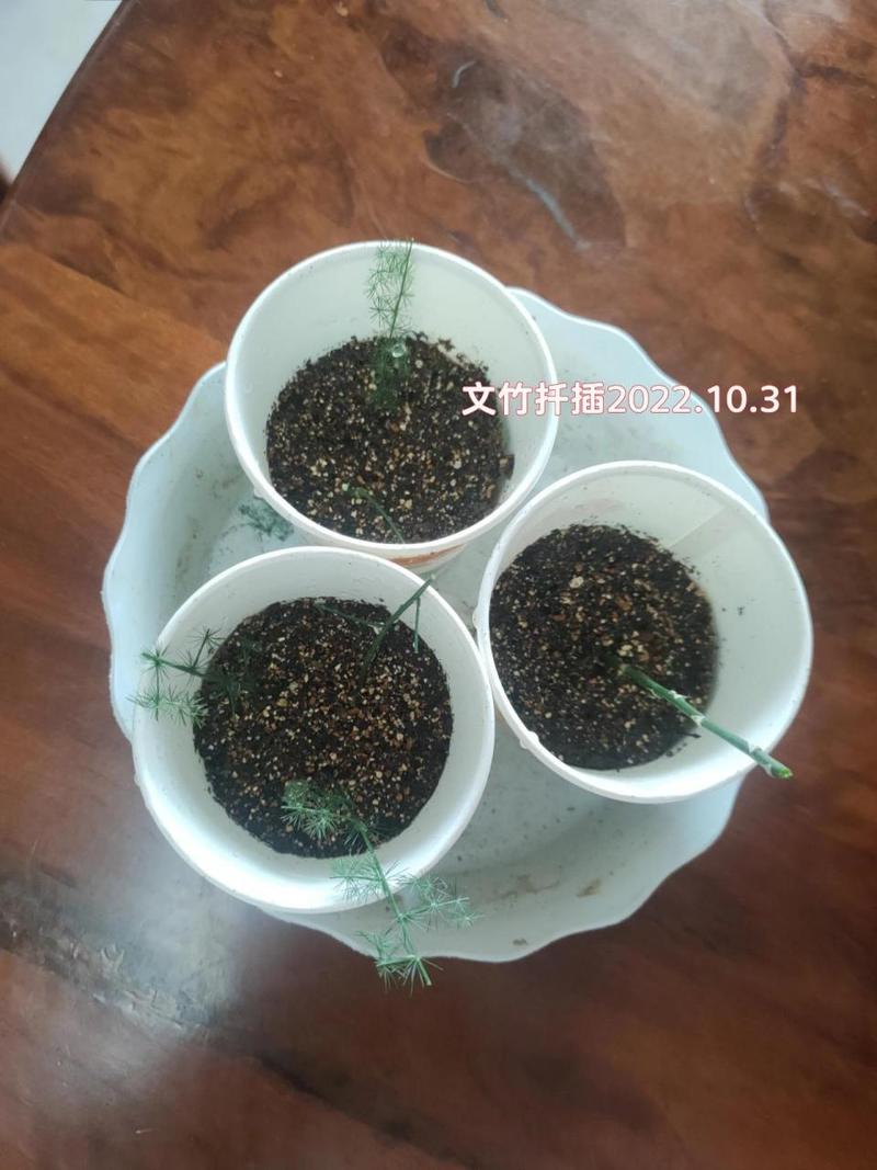 文竹可以剪枝吗(文竹可以剪枝吗视频)-第6张图片-花花知道网 文竹可以剪枝吗(文竹可以剪枝吗视频)-第6张图片-花花知道网