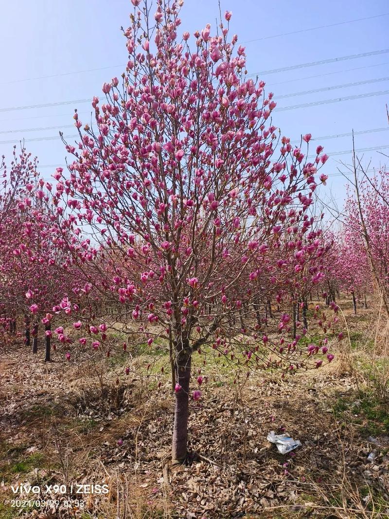 紫玉兰怎么养(紫玉兰怎么养才能开花)-第4张图片-花花知道网 紫玉兰怎么养(紫玉兰怎么养才能开花)-第4张图片-花花知道网