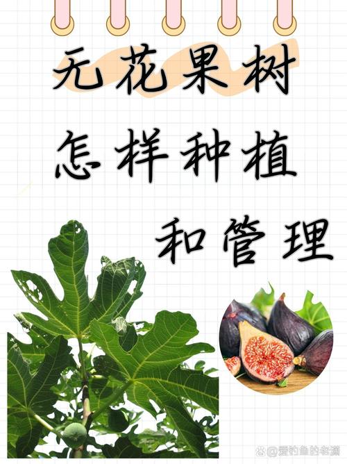 无花果怎么种植(无花果怎么种植和养护)-第5张图片-花花知道网 无花果怎么种植(无花果怎么种植和养护)-第5张图片-花花知道网