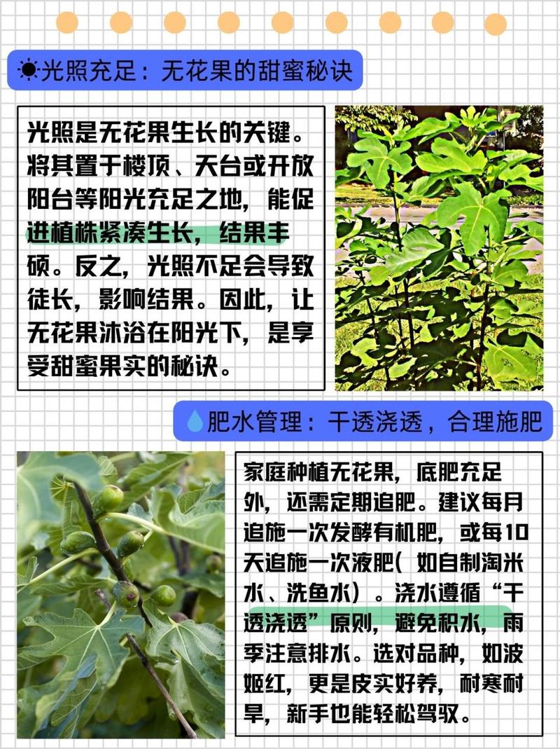 无花果怎么种植(无花果怎么种植和养护)-第6张图片-花花知道网 无花果怎么种植(无花果怎么种植和养护)-第6张图片-花花知道网
