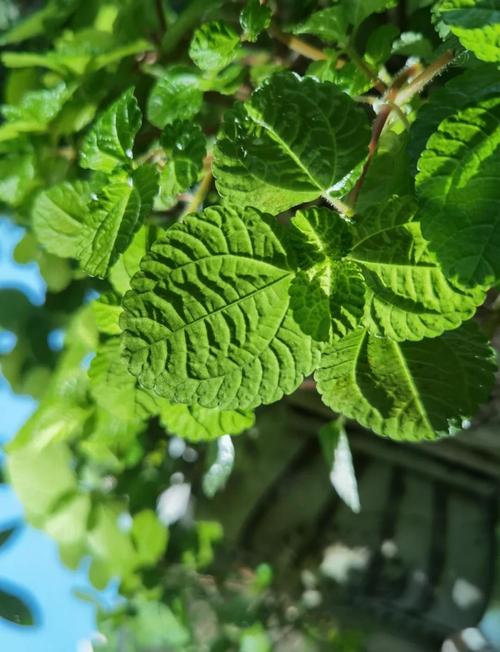 香蜂草怎么养(香蜂草的药用作用)-第1张图片-花花知道网 香蜂草怎么养(香蜂草的药用作用)-第1张图片-花花知道网