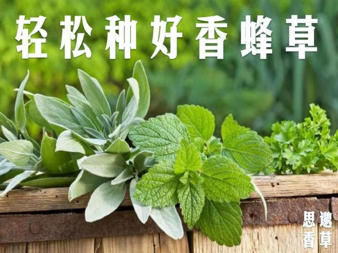 香蜂草怎么养(香蜂草的药用作用)-第3张图片-花花知道网 香蜂草怎么养(香蜂草的药用作用)-第3张图片-花花知道网