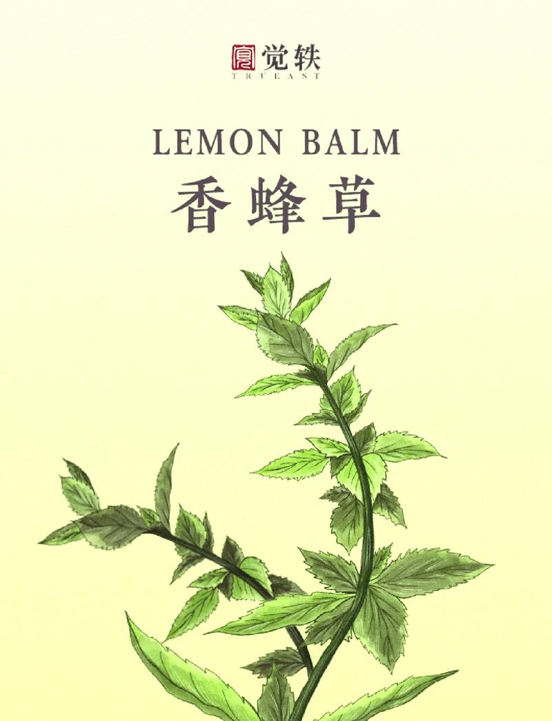 香蜂草怎么养(香蜂草的药用作用)-第4张图片-花花知道网 香蜂草怎么养(香蜂草的药用作用)-第4张图片-花花知道网