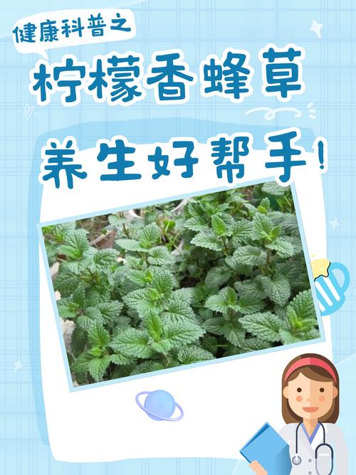 香蜂草怎么养(香蜂草的药用作用)-第8张图片-花花知道网 香蜂草怎么养(香蜂草的药用作用)-第8张图片-花花知道网