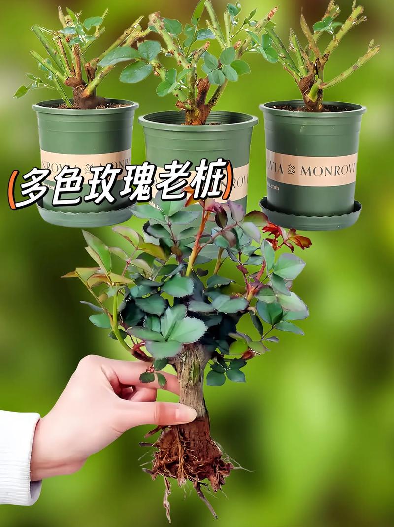 这10种花俩月没浇水(什么花一两个月不浇水不死)-第2张图片-花花知道网 这10种花俩月没浇水(什么花一两个月不浇水不死)-第2张图片-花花知道网