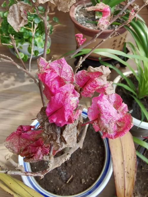这10种花俩月没浇水(什么花一两个月不浇水不死)-第3张图片-花花知道网 这10种花俩月没浇水(什么花一两个月不浇水不死)-第3张图片-花花知道网