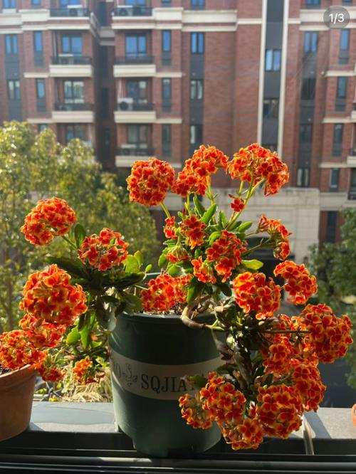 这10种花俩月没浇水(什么花一两个月不浇水不死)-第4张图片-花花知道网 这10种花俩月没浇水(什么花一两个月不浇水不死)-第4张图片-花花知道网