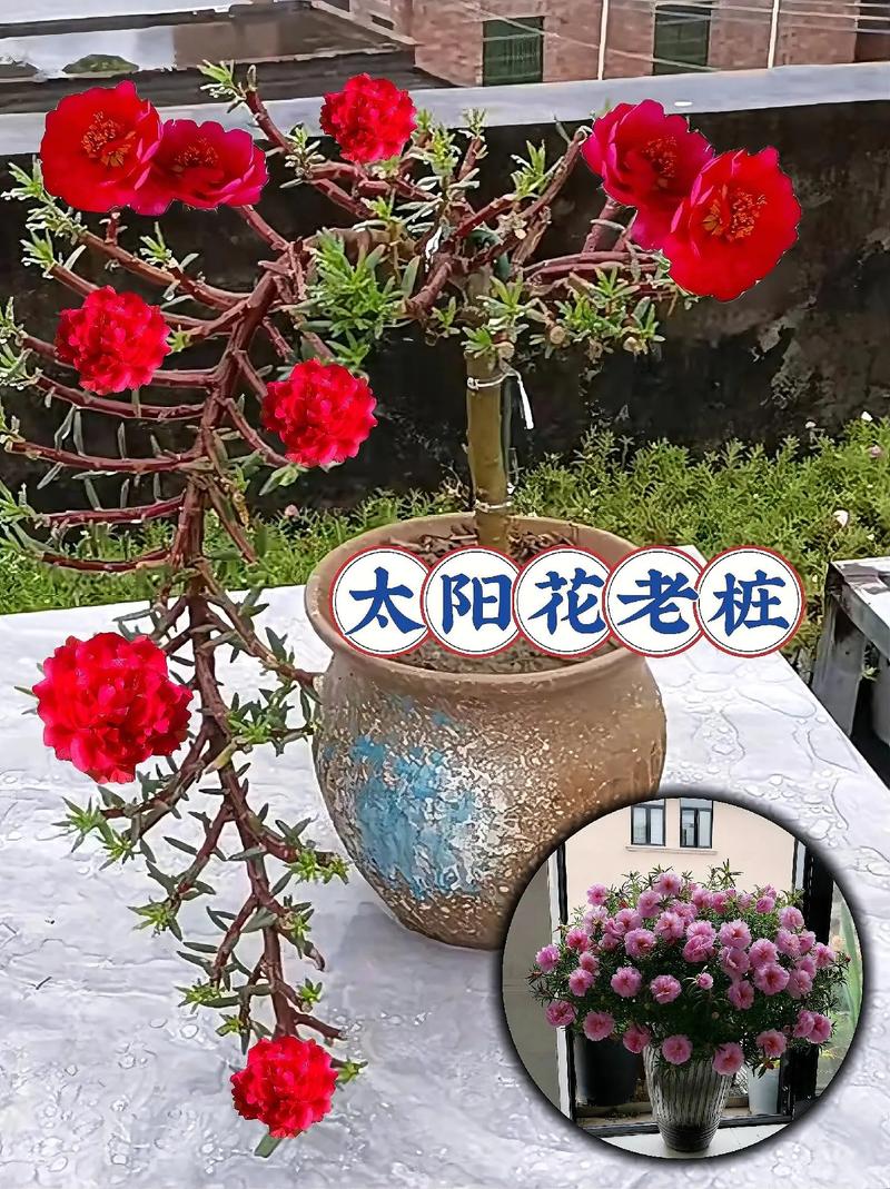 这10种花俩月没浇水(什么花一两个月不浇水不死)-第5张图片-花花知道网 这10种花俩月没浇水(什么花一两个月不浇水不死)-第5张图片-花花知道网