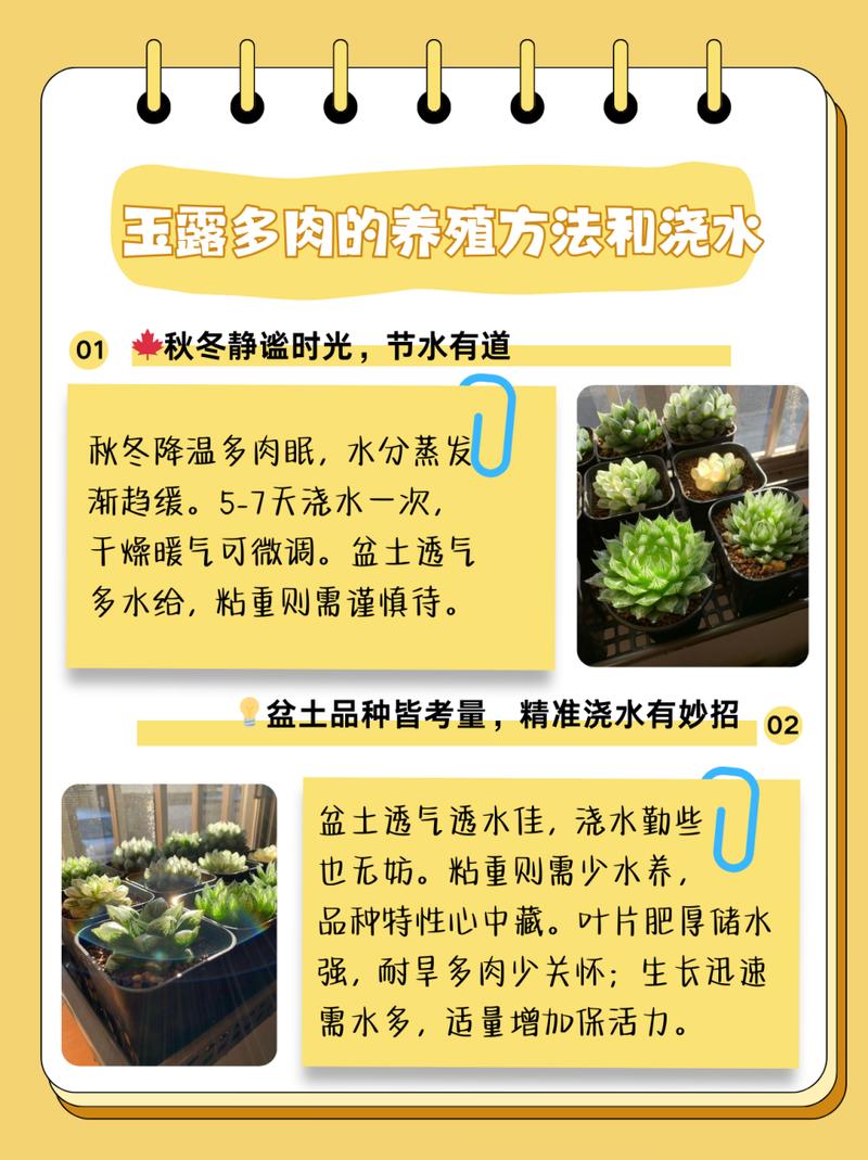 玉露春天怎么养(玉露春天怎么养护和管理)-第1张图片-花花知道网 玉露春天怎么养(玉露春天怎么养护和管理)-第1张图片-花花知道网