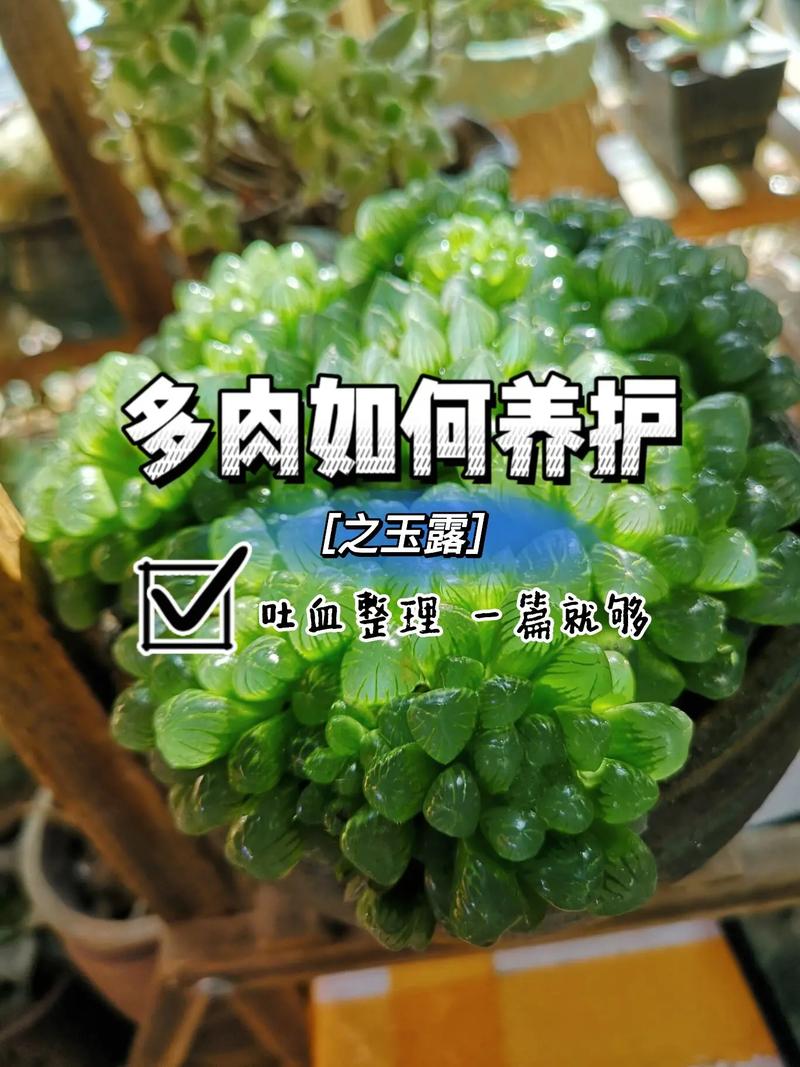玉露春天怎么养(玉露春天怎么养护和管理)-第3张图片-花花知道网 玉露春天怎么养(玉露春天怎么养护和管理)-第3张图片-花花知道网