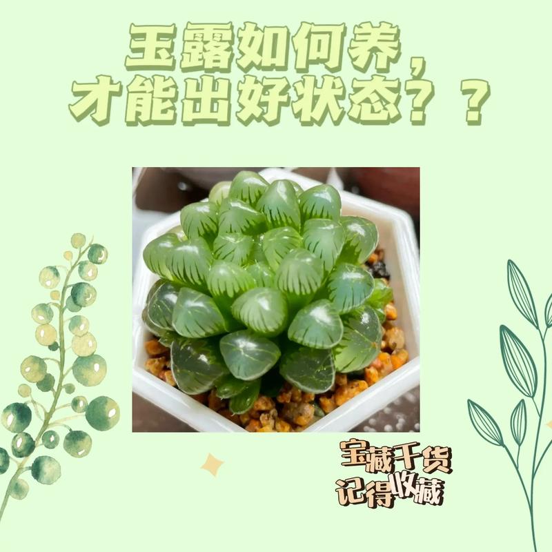 玉露春天怎么养(玉露春天怎么养护和管理)-第6张图片-花花知道网 玉露春天怎么养(玉露春天怎么养护和管理)-第6张图片-花花知道网
