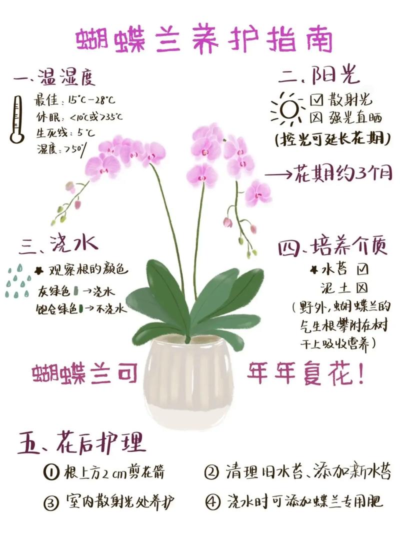 盆栽蝴蝶兰怎么养(盆栽蝴蝶兰怎么养浇水)-第1张图片-花花知道网 盆栽蝴蝶兰怎么养(盆栽蝴蝶兰怎么养浇水)-第1张图片-花花知道网