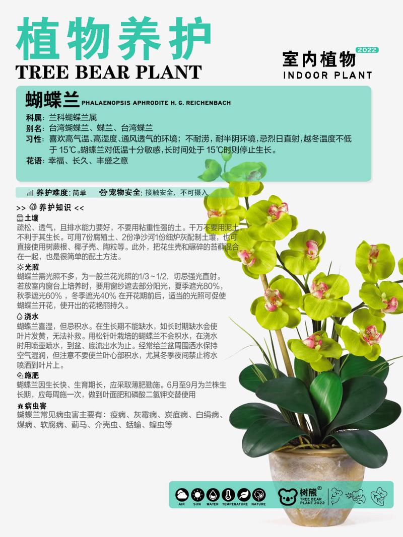 盆栽蝴蝶兰怎么养(盆栽蝴蝶兰怎么养浇水)-第5张图片-花花知道网 盆栽蝴蝶兰怎么养(盆栽蝴蝶兰怎么养浇水)-第5张图片-花花知道网