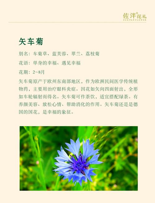 矢车菊怎么施肥(矢车菊需要什么土壤)-第1张图片-花花知道网 矢车菊怎么施肥(矢车菊需要什么土壤)-第1张图片-花花知道网