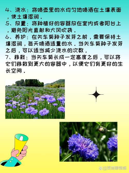 矢车菊怎么施肥(矢车菊需要什么土壤)-第4张图片-花花知道网 矢车菊怎么施肥(矢车菊需要什么土壤)-第4张图片-花花知道网