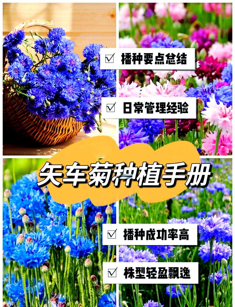 矢车菊怎么施肥(矢车菊需要什么土壤)-第5张图片-花花知道网 矢车菊怎么施肥(矢车菊需要什么土壤)-第5张图片-花花知道网