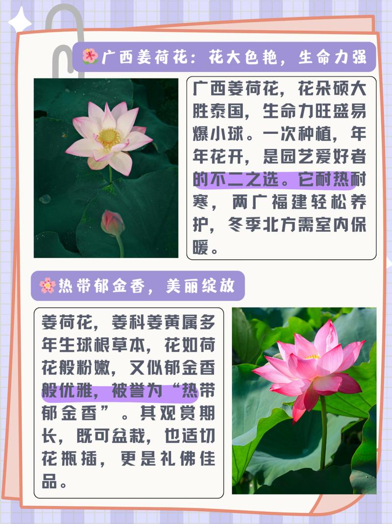 姜荷花怎么养(姜荷花怎么养护)-第5张图片-花花知道网 姜荷花怎么养(姜荷花怎么养护)-第5张图片-花花知道网