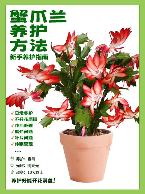 冬天养殖蟹爪兰的禁忌(冬天怎样养殖蟹爪兰)-第2张图片-花花知道网 冬天养殖蟹爪兰的禁忌(冬天怎样养殖蟹爪兰)-第2张图片-花花知道网