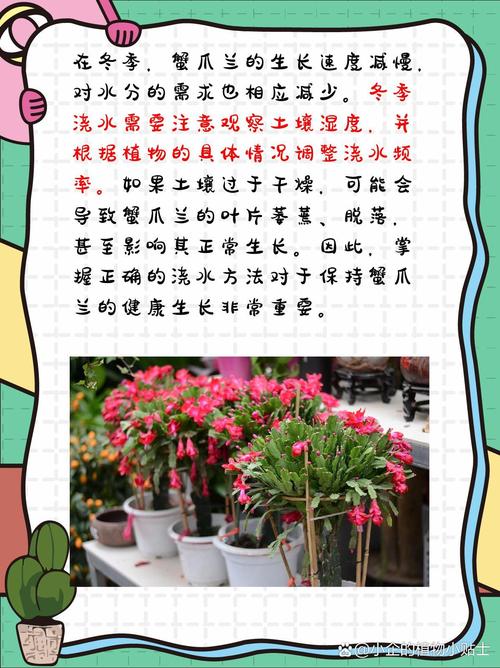 冬天养殖蟹爪兰的禁忌(冬天怎样养殖蟹爪兰)-第4张图片-花花知道网 冬天养殖蟹爪兰的禁忌(冬天怎样养殖蟹爪兰)-第4张图片-花花知道网