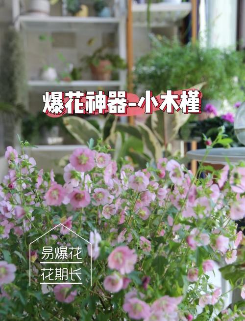 小木槿怎么养(小木槿怎么养护和浇水)-第3张图片-花花知道网 小木槿怎么养(小木槿怎么养护和浇水)-第3张图片-花花知道网
