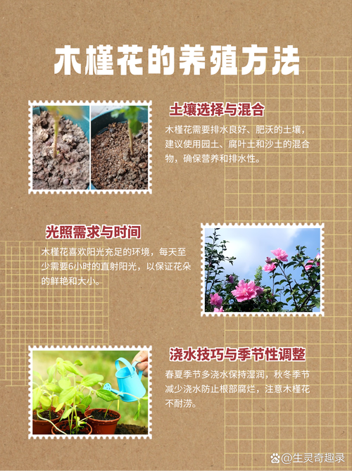 小木槿怎么养(小木槿怎么养护和浇水)-第7张图片-花花知道网 小木槿怎么养(小木槿怎么养护和浇水)-第7张图片-花花知道网