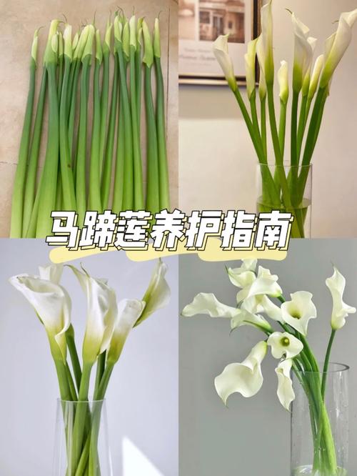 马蹄莲怎么修剪(马蹄莲怎么修剪最简单方法)-第2张图片-花花知道网 马蹄莲怎么修剪(马蹄莲怎么修剪最简单方法)-第2张图片-花花知道网