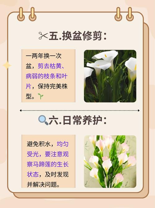 马蹄莲怎么修剪(马蹄莲怎么修剪最简单方法)-第4张图片-花花知道网 马蹄莲怎么修剪(马蹄莲怎么修剪最简单方法)-第4张图片-花花知道网