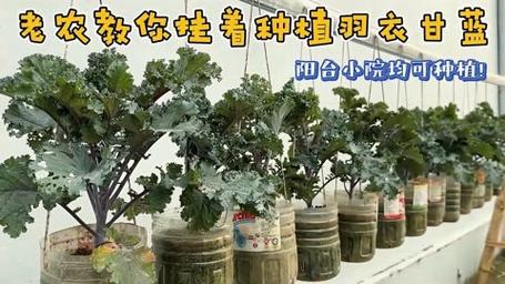 羽叶甘蓝如何播种(羽叶甘蓝种植)-第2张图片-花花知道网 羽叶甘蓝如何播种(羽叶甘蓝种植)-第2张图片-花花知道网