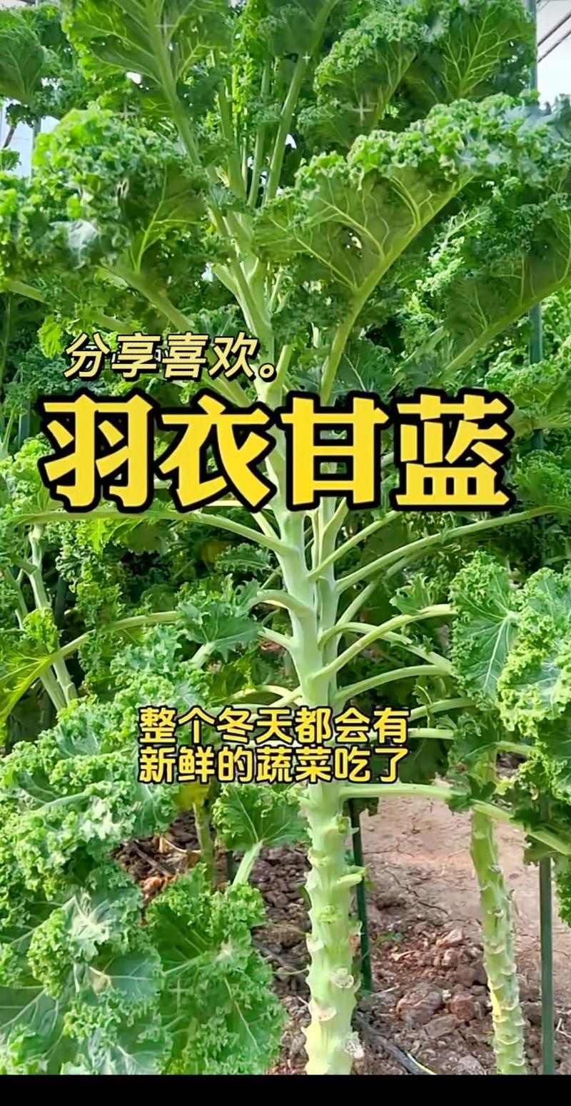 羽叶甘蓝如何播种(羽叶甘蓝种植)-第3张图片-花花知道网 羽叶甘蓝如何播种(羽叶甘蓝种植)-第3张图片-花花知道网
